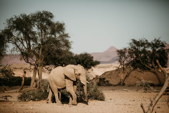 10 Day Discover Namibia Small Group Safari - Why this route works for a first Namibia trip