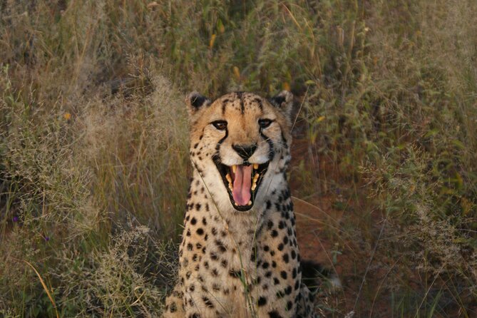 10 Day Discover Namibia Small Group Safari - Day 6: The Skeleton Coast and the road into Damaraland