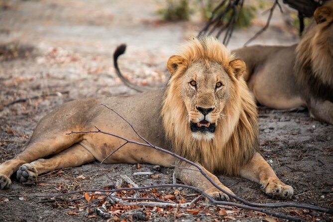 10 Day Discover Namibia Small Group Safari - Days 8 and 9: Etosha’s waterholes and night wildlife