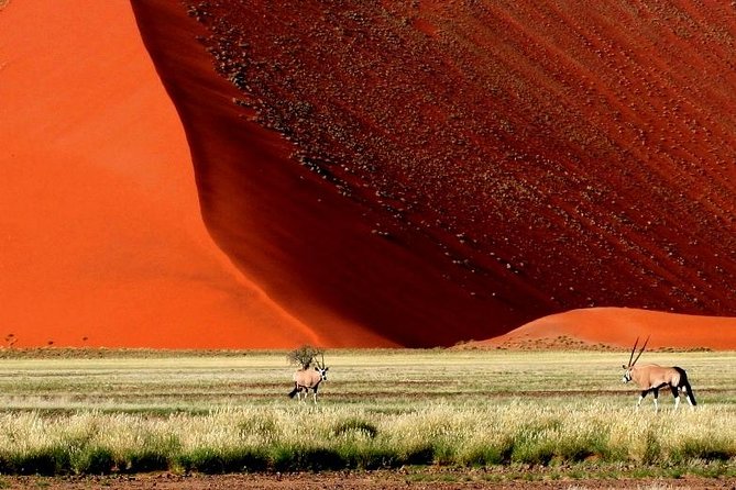 10-Day Namibia Highlights Guided Tour from Windhoek - Day 3: Namib Naukluft and the Tropic of Capricorn