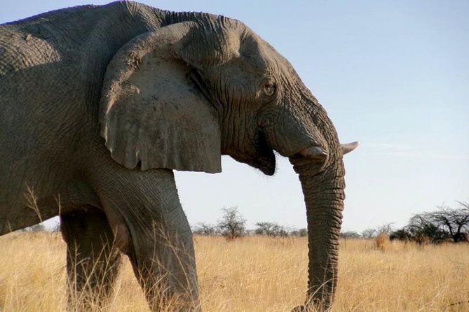 10-Day Namibia Highlights Guided Tour from Windhoek - Day 4: Moon Landscape, Welwitschia, and Walvis Bay