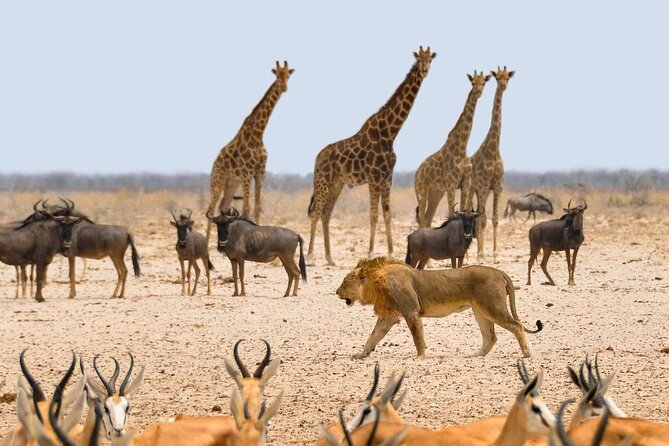 10 DAYS BEAUTY OF NAMIBIA | Guided Lodge - Swakopmund and the Atlantic coast