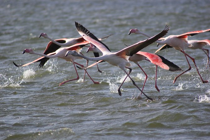 11 Days Small Group Namibia Experience Fully Accommodated Tour - Two nights in Swakopmund, with time to choose
