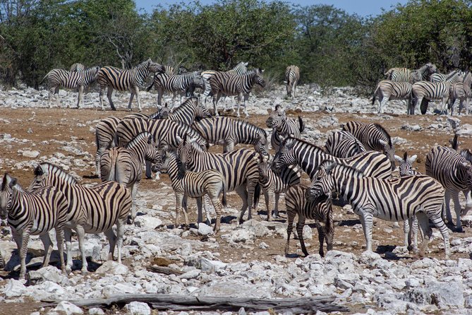 11 Days Small Group Namibia Experience Fully Accommodated Tour - Cape Cross seals and the road into Damaraland