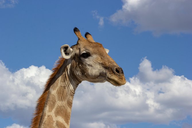 11 Days Small Group Namibia Experience Fully Accommodated Tour - Himba culture and the first Etosha game drive
