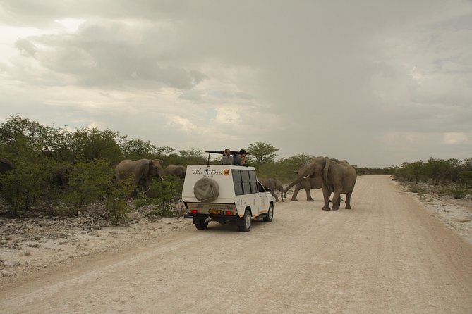 11 Days Small Group Namibia Experience Fully Accommodated Tour - A full day among Etosha’s waterholes