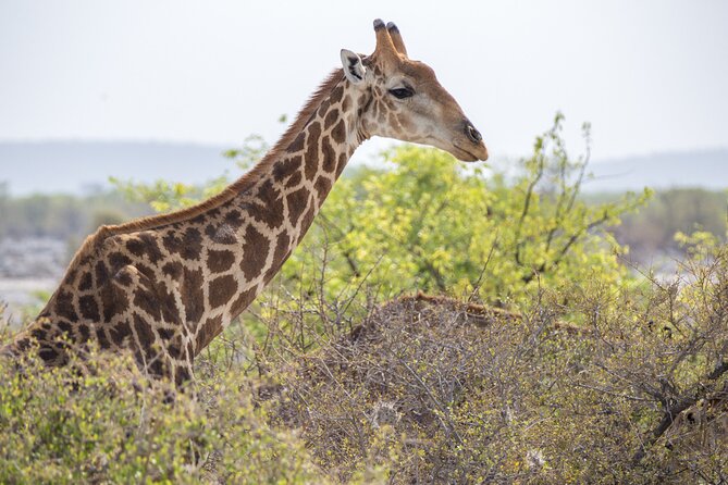 12 Day Classic Namibia Camping Safari - Days 2 and 3: Etosha waterholes after sunrise and sunset