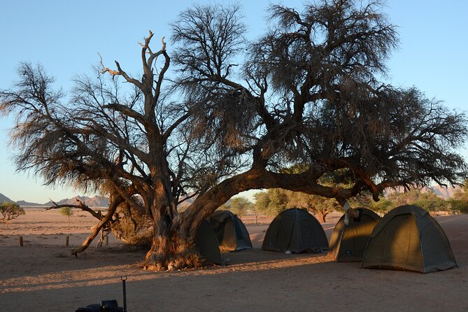 12 Day Classic Namibia Camping Safari - Day 8: Dune 45, Sossusvlei, Dead Vlei, and Sesriem Canyon