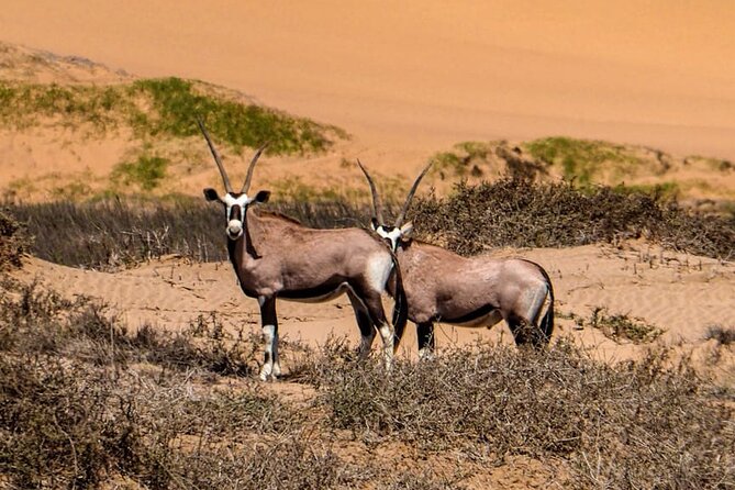 2 Day Scenic Sossusvlei Adventure Tour in Namibia - Deadvlei: the hardest and most famous walk