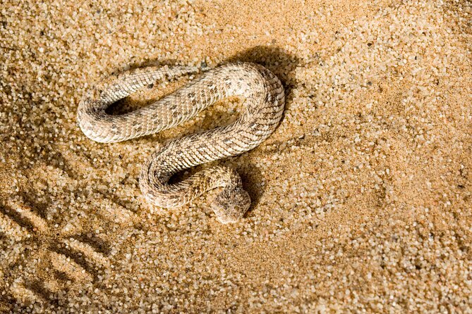 2h30min Explorer Quad Bike Tour - From Swakopmund to the Namib Dunes