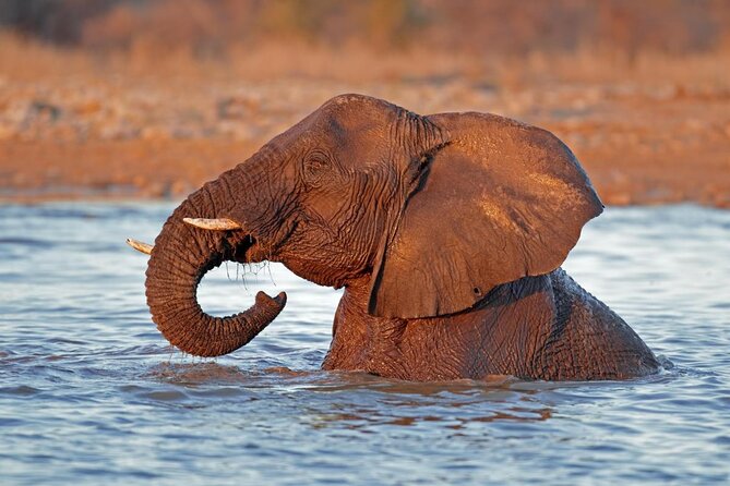 3 Day Camping tour at Etosha National Park - Key points to know before booking