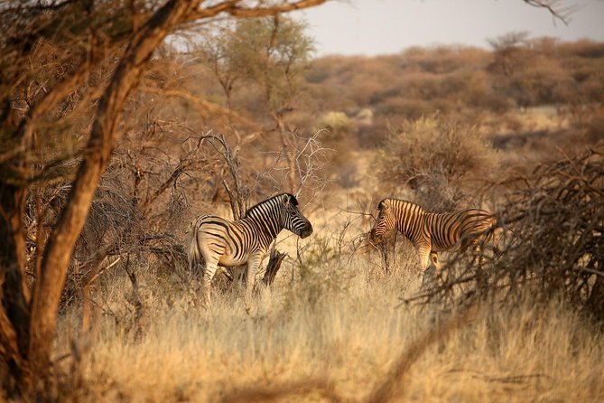 3 Day Camping tour at Etosha National Park - Why this short Etosha safari works