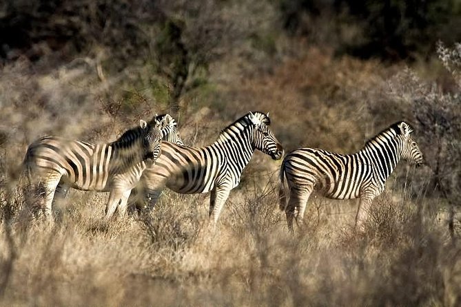 3 Day Camping tour at Etosha National Park - Camping inside Etosha: useful, simple, and not luxurious