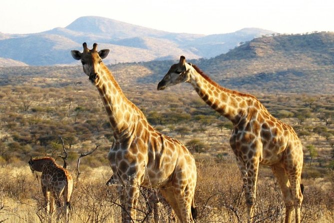 3 Day Camping tour at Etosha National Park - The private guide makes the difference