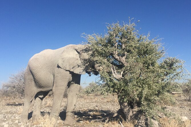 3 Day Camping tour at Etosha National Park - Day 1: Windhoek to Okaukuejo by way of Andersons Gate
