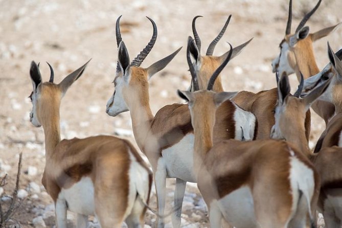 3 Day Etosha Budget Camping Safari - What the three days really feel like