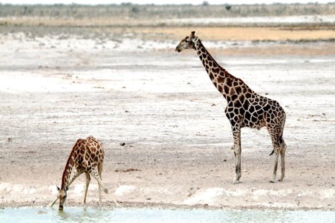 3 Day Etosha Budget Camping Safari - Camping, meals, and the work behind the scenes
