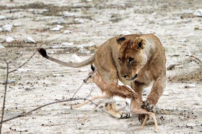 3 Day Etosha Budget Camping Safari - Day three: a final Etosha drive and Okahandja crafts