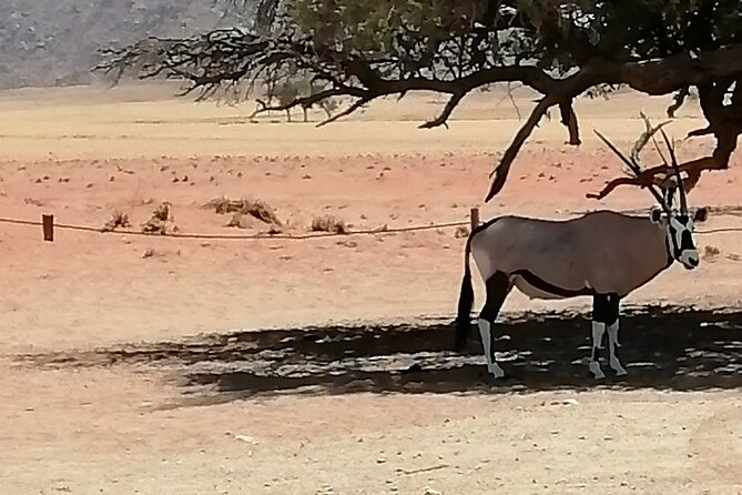 3-Day Scenic Sossusvlei Adventure in Namibia from Swakopmund - Solitaire: apple pie, fuel, and a change of scenery