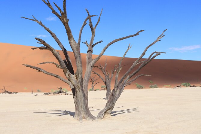 3 Day Sossusvlei Camping Schedule and Sandwich Habor - Day 2: Sossusvlei, Big Daddy, and Deadvlei before Sesriem Canyon
