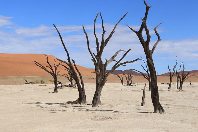 3 Day Sossusvlei Camping Schedule and Sandwich Habor - Day 3: Walvis Bay and the coastal world of Sandwich Harbour