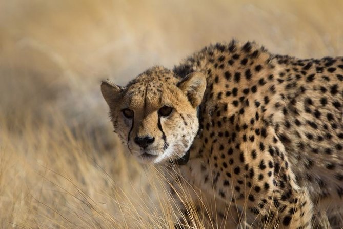 3-Day Sossusvlei Express Accommodated Safari from Swakopmund - Sossusvlei and brunch among the dunes