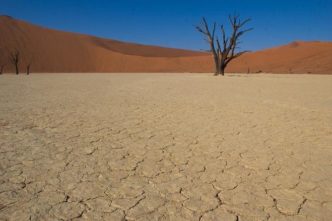 3-Day Sossusvlei Express Accommodated Safari from Swakopmund - Cheetahs near Solitaire on the final morning