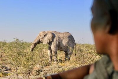 4-Day Etosha And Swakopmund Accommodated Adventure from Windhoek