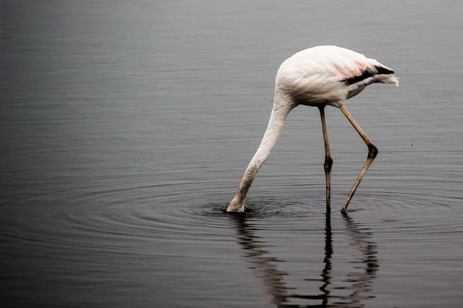 4-Day Etosha And Swakopmund Accommodated Adventure from Windhoek - Should you book it?