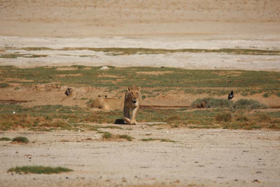 5 days Sossusvlei, Swakopmund and Spitzkoppe Camping - What the $1,400 price includes