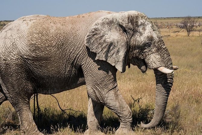 6-Day Dunes and Wildlife Accommodated Safari from Windhoek - Day 3: Damaraland, local markets, and the Zeila wreck