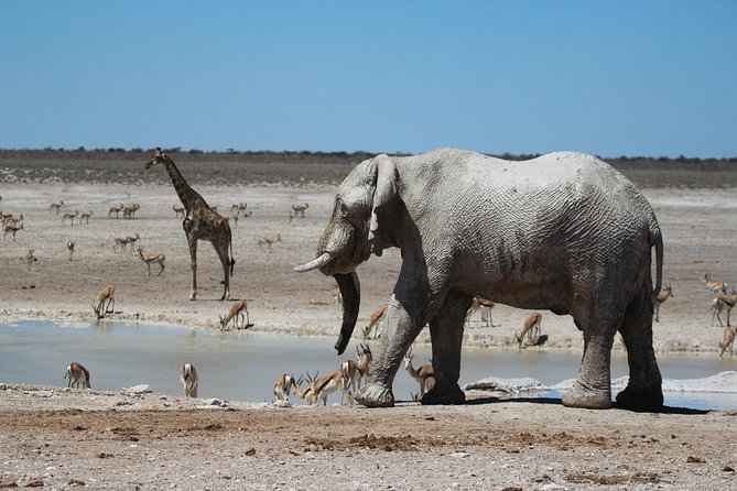 6 Day Private Guided Accommodated Namibian Loop - Day 5: Sossusvlei, Deadvlei, and Sesriem Canyon