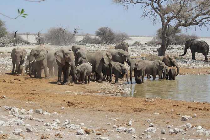 6 Day Private Guided Accommodated Namibian Loop - Day 1: From Windhoek to Etosha’s waterholes