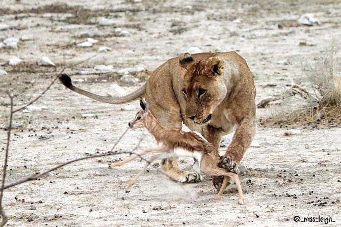 6 Day Sand, Sea & Etosha Budget Camping Safari - Day 5: Waterholes and a full Etosha game drive