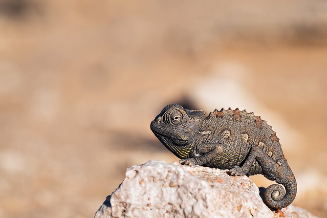 7 Day Northern Namibia and Skeleton Coast Camping Safari - Day 4: a direct look at Himba life