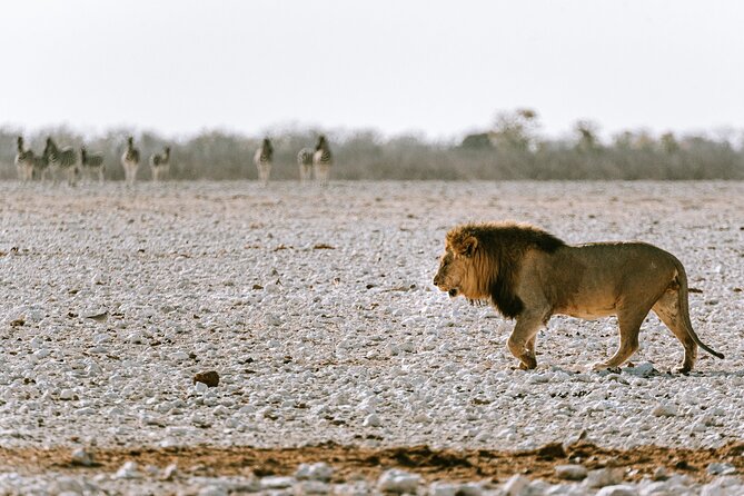 9 Day Canyons, Dunes & Wildlife Camping and Lodge Safari - Day 5: Dune 45, Sossusvlei, Deadvlei, and Sesriem Canyon