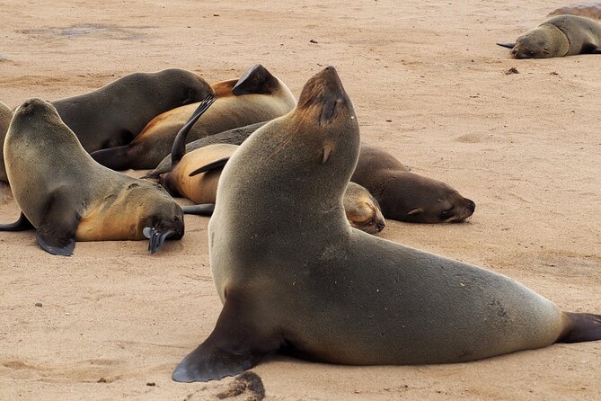 9 Day Etosha, Skeleton Coast and Sossusvlei Camping and Lodge Safari - Day 6: Cape fur seals and a night in Swakopmund