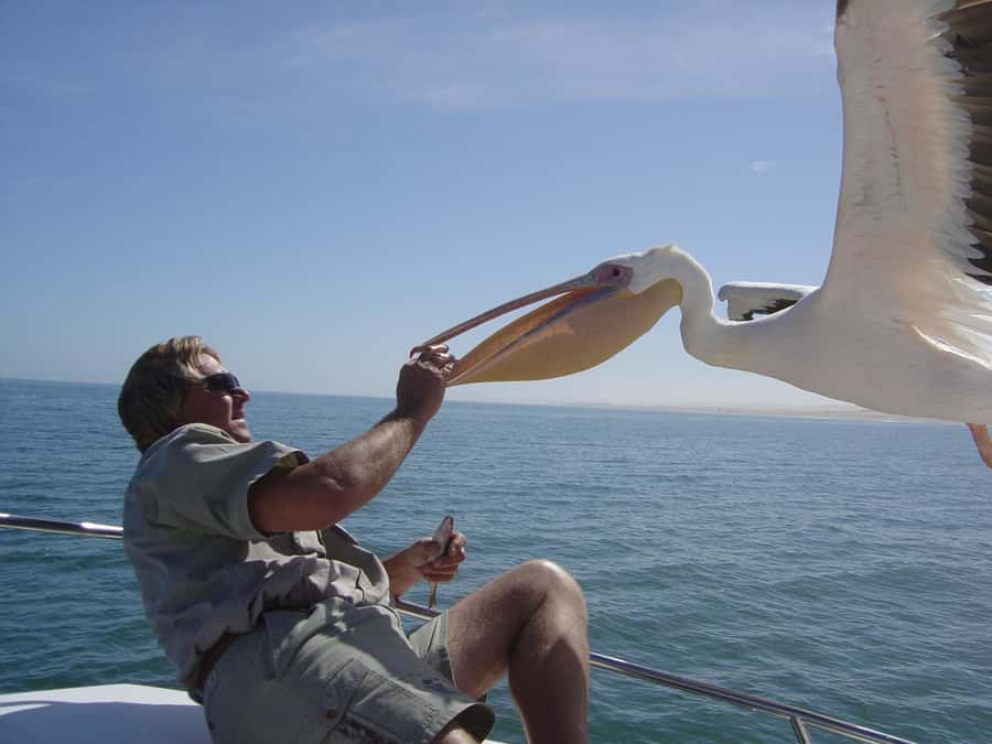 Catamaran Dolphin Cruise and Sandwich Harbour Tour - Key points to know before booking