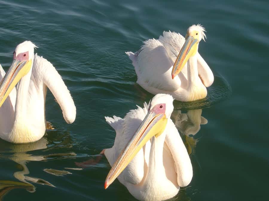 Catamaran Dolphin Cruise and Sandwich Harbour Tour - Oysters, sparkling wine, and a proper pause