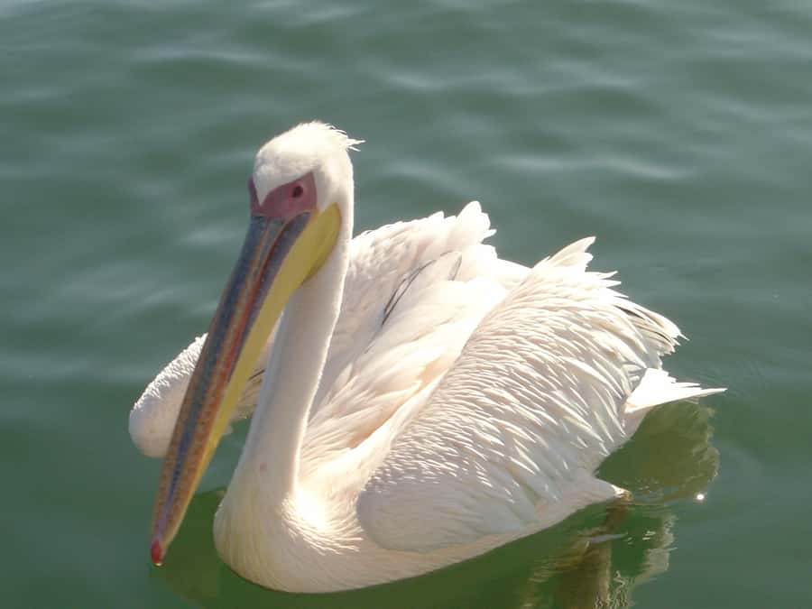 Catamaran Dolphin Cruise and Sandwich Harbour Tour - Pelican Point by catamaran