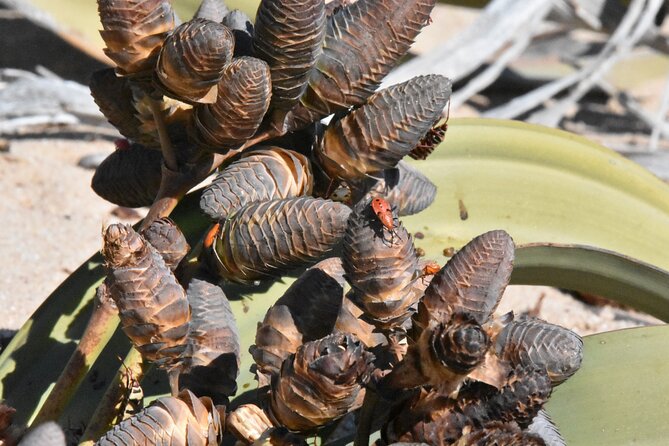 Cruise liner Special: Swakopmund and Namib Desert Highlights - Welwitschia Plains and a plant built for fog