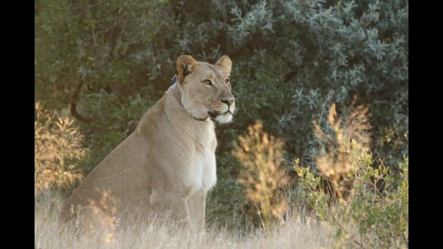 Discover the Roots of N/a'ankuse - A feeding Day Tour - Leaving Windhoek at 08:30