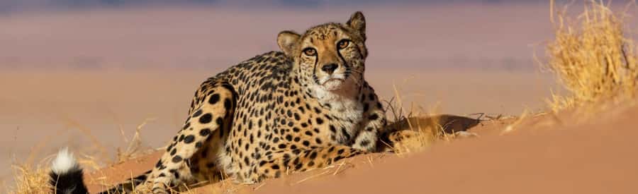 Discover the Roots of N/a'ankuse - A feeding Day Tour - Meeting cheetahs, caracals, and wild dogs