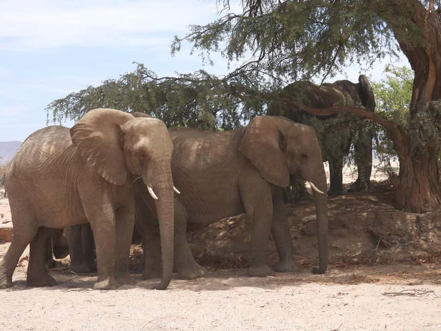 Elephant Adventure with Herson - a native of Damaraland - Key points to know before you book