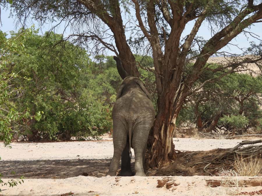 Elephant Adventure with Herson - a native of Damaraland - The first 90 minutes in the riverbed