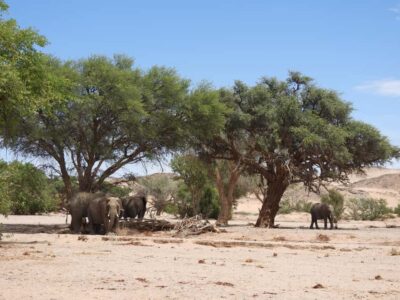 Elephant Adventure with Herson – a native of Damaraland