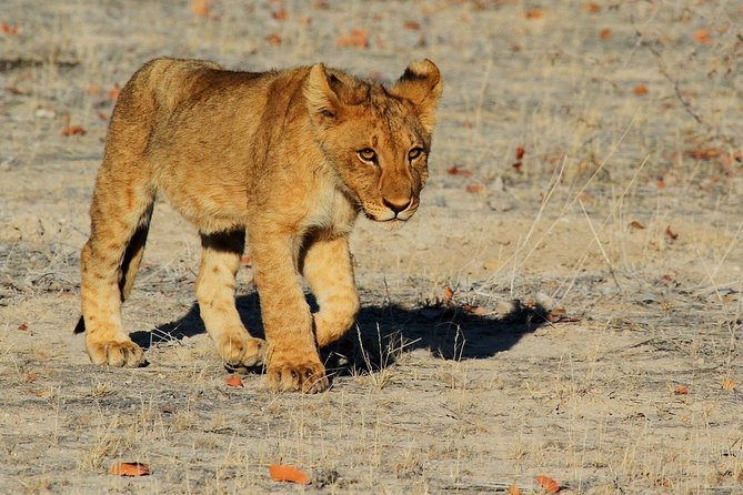 Etosha Express Safari 3 Days / 2 Nights - Day three: a scenic return and Okahandja carvings