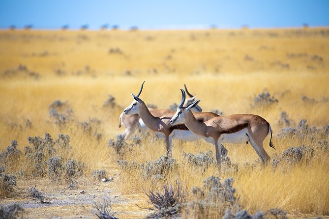 Etosha Express Safari 3 Days / 2 Nights - Who will enjoy this Etosha Express trip