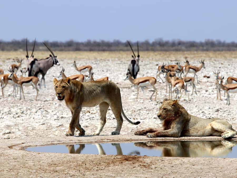 Etosha National Park: Full or Half-Day Game Drive - Key points to know before booking