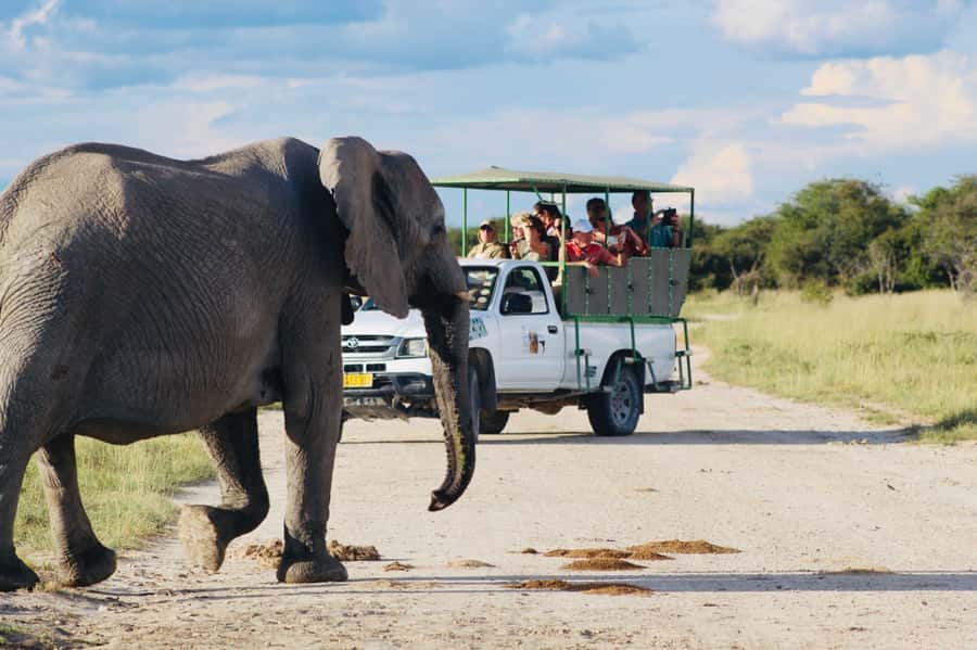 Etosha National Park: Full or Half-Day Game Drive - How the flexible route improves your chances